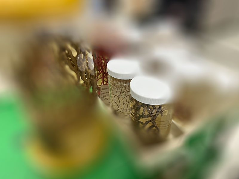 Material Research: 투명성과 왜곡을 탐구하기 위한 표본(Specimen) 관찰 및 기록